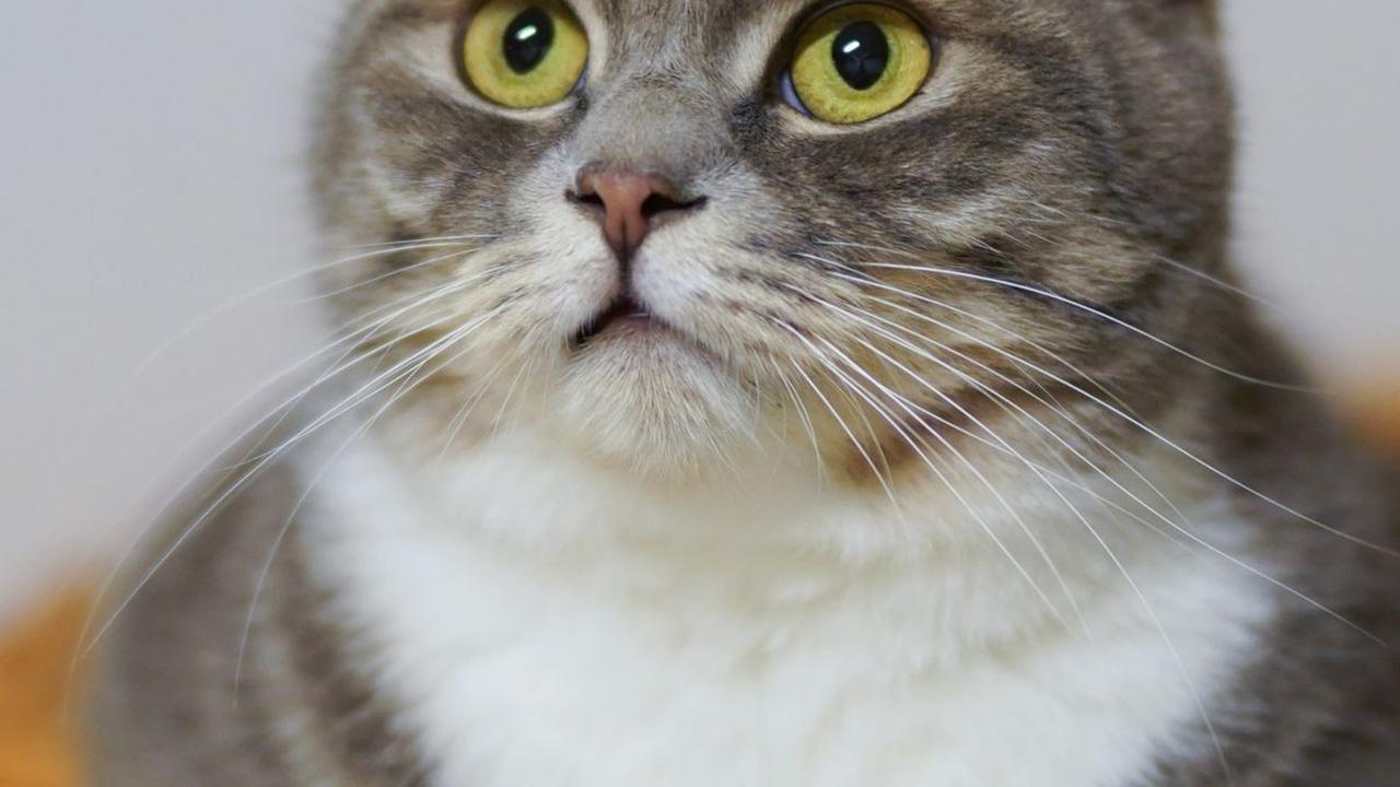 Nama Kucing Bahasa Korea<br>