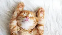 5 Kelakuan Aneh Kucing, Ternyata Ini Alasannya