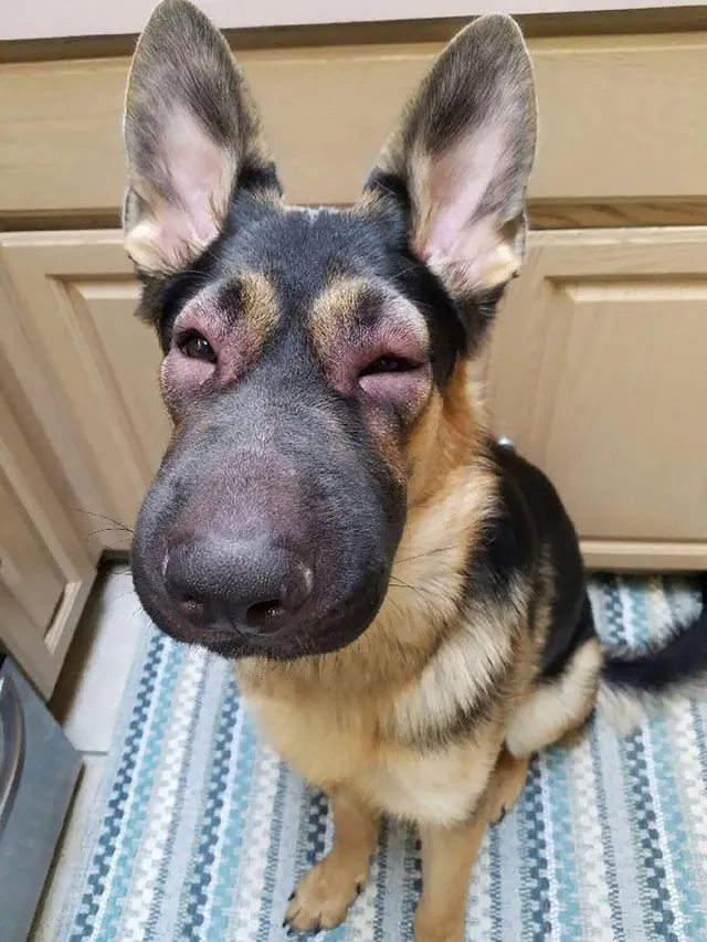 anjing disengat lebah