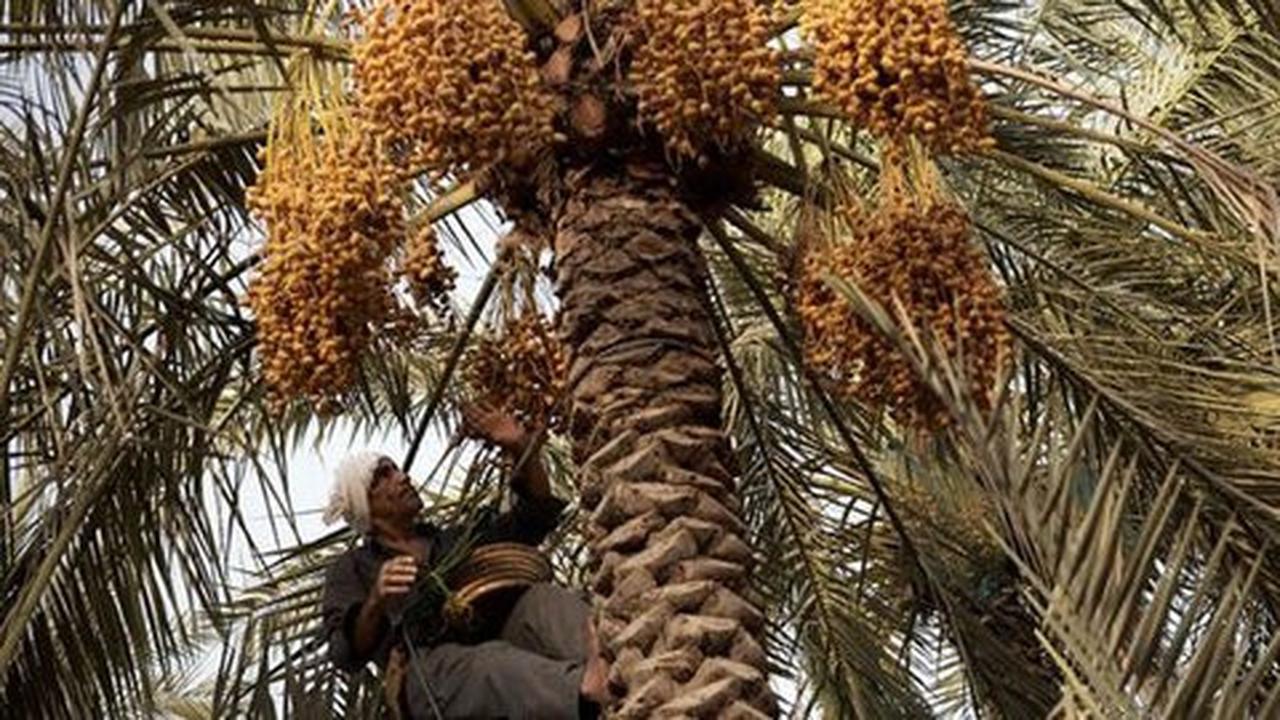 Melihat lebih dekat asyiknya memanen kurma di Bahrain