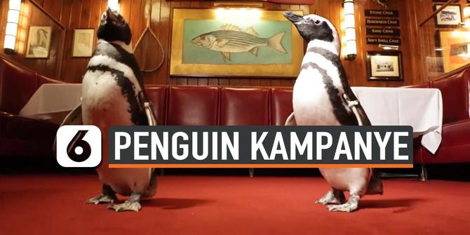 VIDEO: 3 Penguin Datangi Restoran, Kampanye Kurangi Sampah Plastik