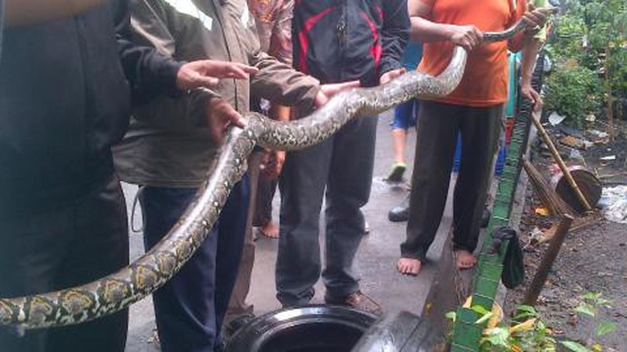 Ular sanca 3 meter masuk permukiman di Kedoya saat banjir