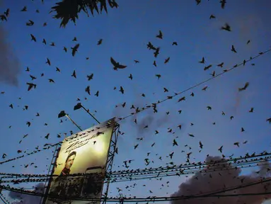 Ribuan burung Layang-layang Api (Hirundo rustica) terbang di atas Jalan Mgr Sugiyopranoto, Semarang, Jumat (4/1). Awal tahun 2019, kawanan burung ini bermigrasi untuk menghindari musim dingin. (Liputan6.com/Gholib)