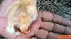 Citizen6, Magelang: Ayam menetas dengan jumlah kaki empat, di Dusun Grogol, Desa Payaman, Kecamatan Secang, Kabupaten Magelang, Provinsi Jawa Tengah, Indonesia. (Pengirim: Niken)