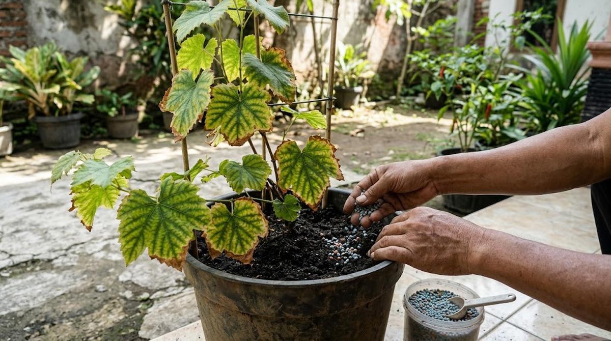Memberi Kebutuhan Kalium dan Magnesium