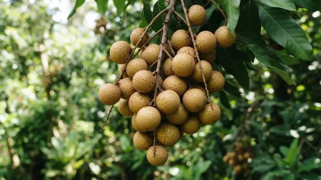 Tanda Buah Kelengkeng Sudah Matang