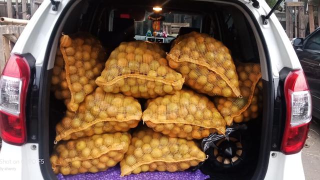 Usaha Jeruk Peras Alya Baby Orange.