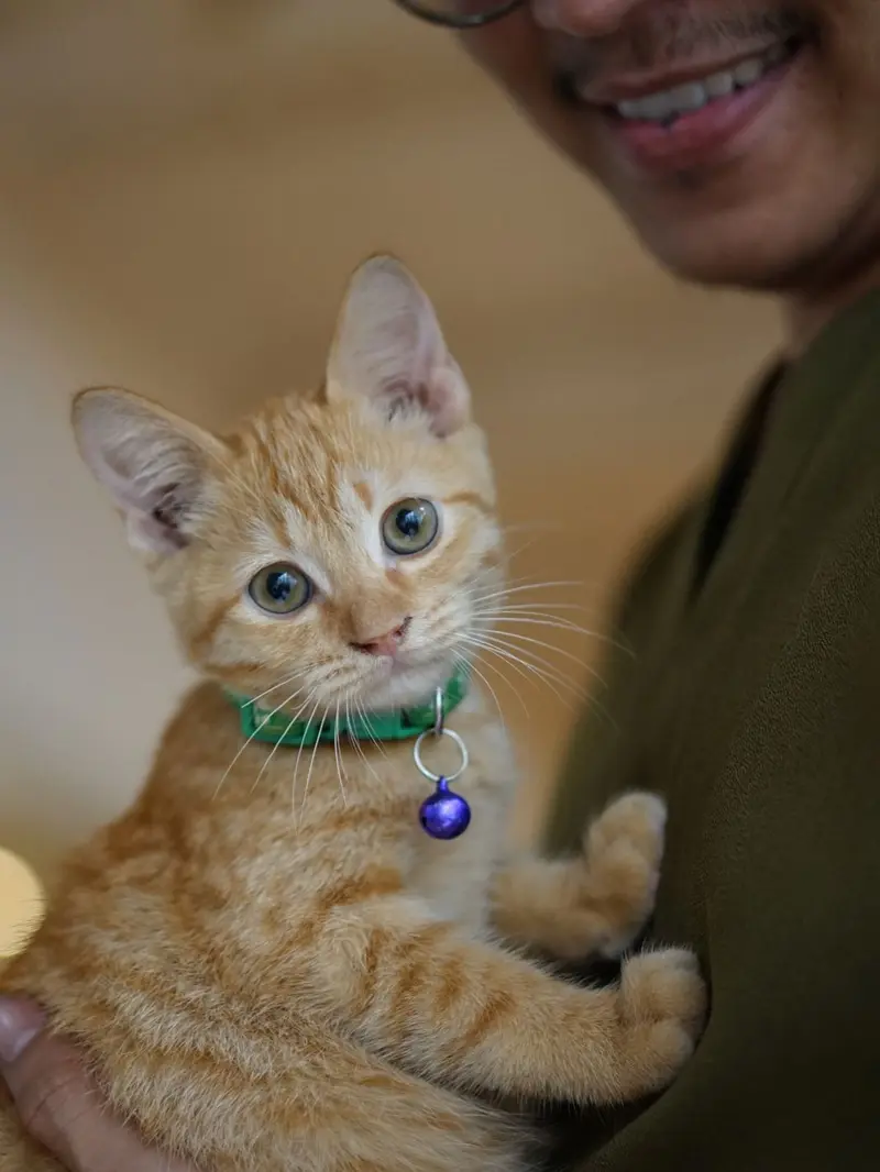Kenalan dengan Momo, Si Kucing Manajer 'Sibuk' di Kafe Bergaya Japandi di Jaksel