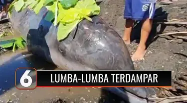 Beginilah kondisi lumba-lumba yang terdampar di Pantai Lopana, Minahasa Selatan. Kondisi laut yang tengah surut, membuat lumba-lumba berbobot 3 ton tersebut kesulitan untuk kembali ke habitatnya.