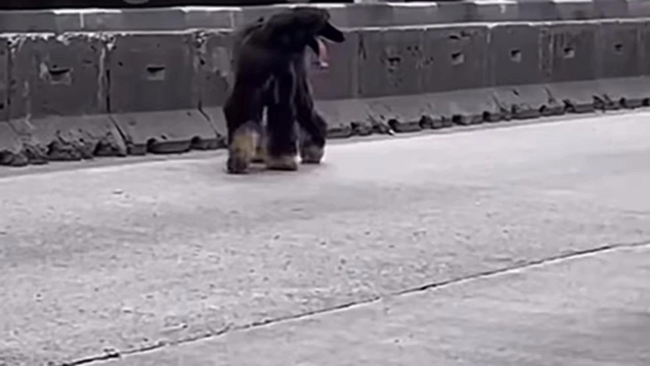 Anjing Hitam Berkuping Panjang Bikin Heboh Pengendara di Jakbar, Mondar Mandir di Jalan Dikira Kambing