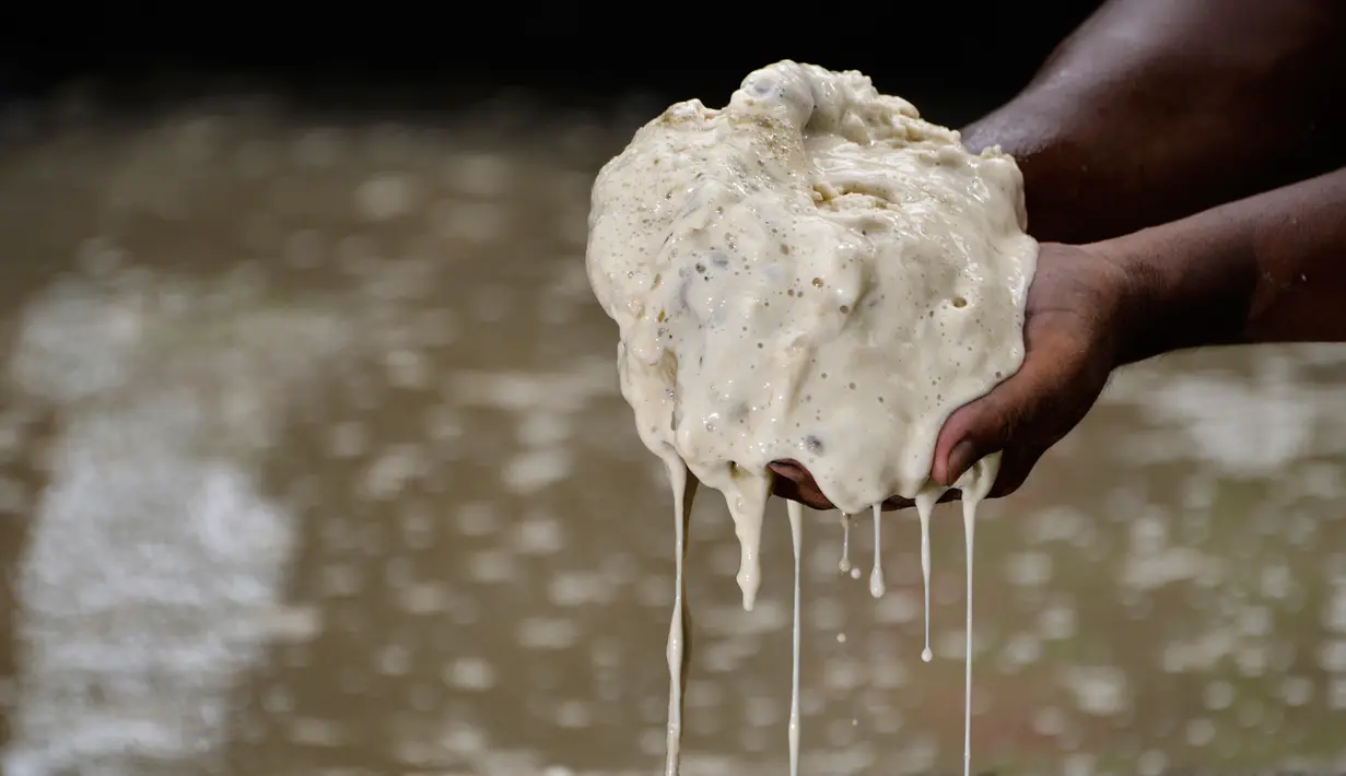 Gambar pada 9 Februari 2020 menunjukkan pekerja menunjukan tepung sagu basah saat proses pengolahan di sebuah desa di Meulaboh, provinsi Aceh. Tepung sagu adalah jenis tepung yang berasal dari pohon rumbia atau pohon aren, dan pohon jenis ini banyak ditemukan bagian timur.  (CHAIDEER MAHYUDDIN/AFP)