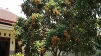 Kelengkeng Okulasi VS Cangkok Mana Lebih Cepat Panen, Ini Panduannya Agar Hasil Maksimal