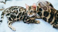 Mutasi Genetik Buat Bulu Kucing Bengal Tampak Berkilauan