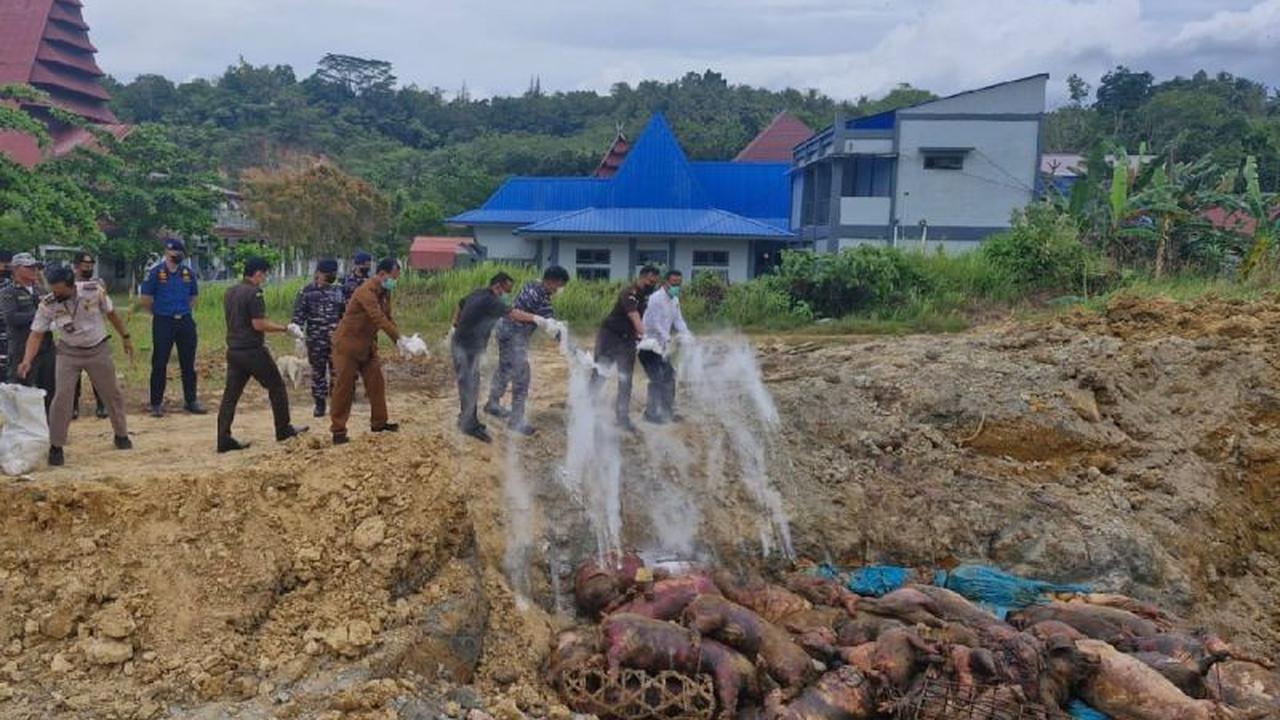 Badan Karantina Indonesia Musnahkan 227 Babi Ilegal di Nias, Cegah Penyakit Menular