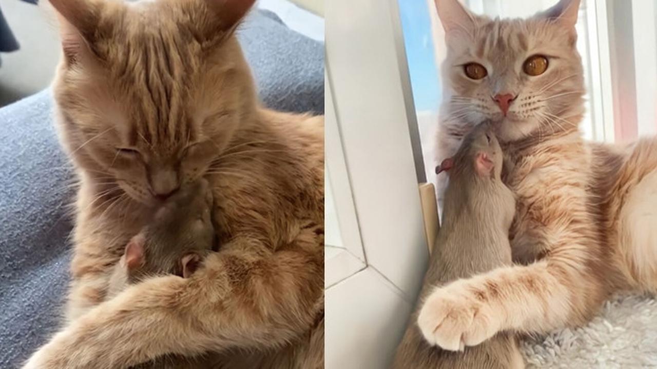 Bikin Heran, Kisah Persahabatan Kucing dan Tikus Ini Unik Banget