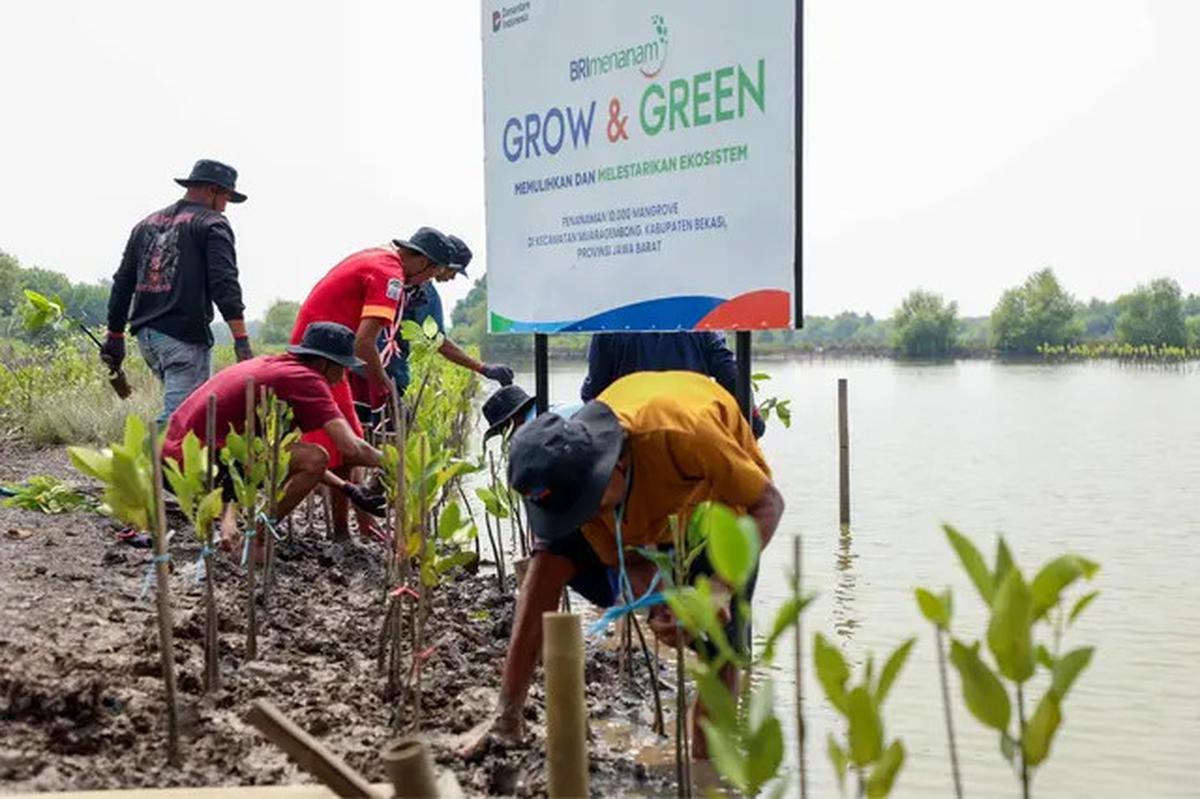 Hari Mangrove Sedunia 2025, BRI Tunjukkan Aksi Nyata Selamatkan Ekosistem Pesisir Muara Gembong Bekasi Lewat BRI Menanam - Grow &amp; Green