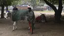 Seorang pria berdiri di dekat seekor sapi yang ditutupi selimut di dalam sebuah taman di New Delhi, India, Selasa (5/1/2021). Hal tersebut untuk melindungi sapi agar tetap hangat selama bulan-bulan musim dingin. (Photo by Sajjad HUSSAIN / AFP)