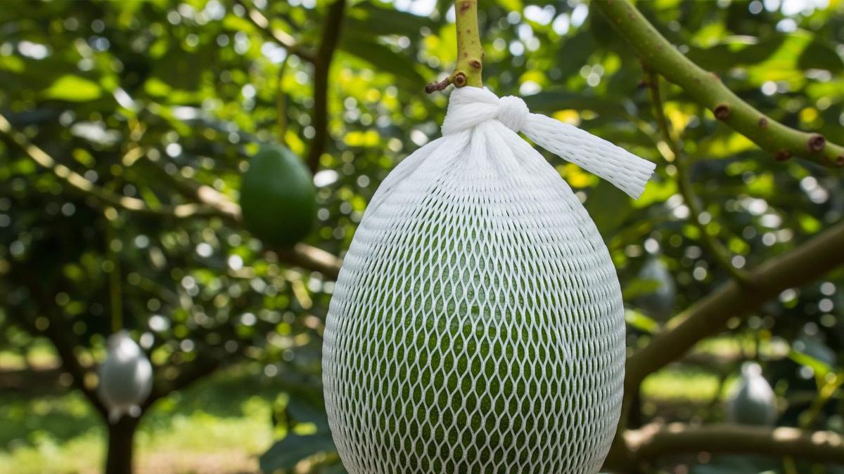 Kapan dan Sebesar Apa Buah Alpukat Mulai Dibrongsong? Panduan Lengkap untuk Hasil Mulus Glowing