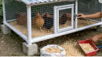 Cara Membuat Kandang Ayam dari Pipa PVC Bekas, Awet dan Kuat