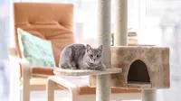 Wajib Tahu! Ini 7 Tips Mencegah Bahaya Bau Kotoran Kucing
