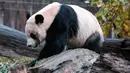 Panda raksasa Bei Bei memakan bambu sebelum kembali ke China, di Kebun Binatang Nasional Smithsonian, Washington DC, Selasa (19/11/2019). Disebutkan bahwa semua panda yang lahir di Kebun Binatang itu dan sudah berumur 4 tahun diharuskan tinggal di China. (AP/Michael A. McCoy)