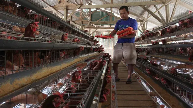 Kementan Tetapkan Harga Acuan Telur Ayam Mulai Pertengahan Juli
