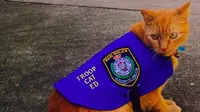 Ed, kucing ini ditugaskan polisi untuk memburu tikus di kantor polisi. Foto: NSW POLICE FORCE/FACEBOOK