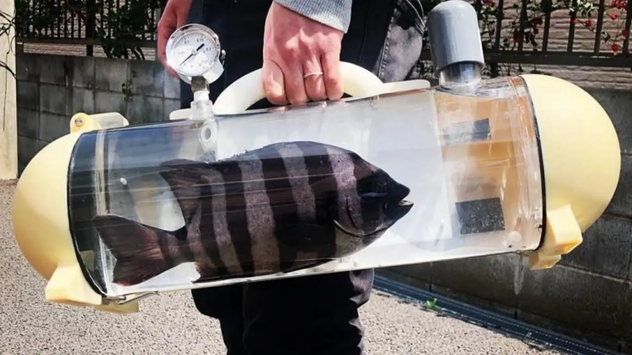 tas ikan portabel
