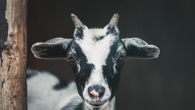 Tagar EidAlAdha Trending Topic, Warganet: Selamat Hari Raya Idul Adha