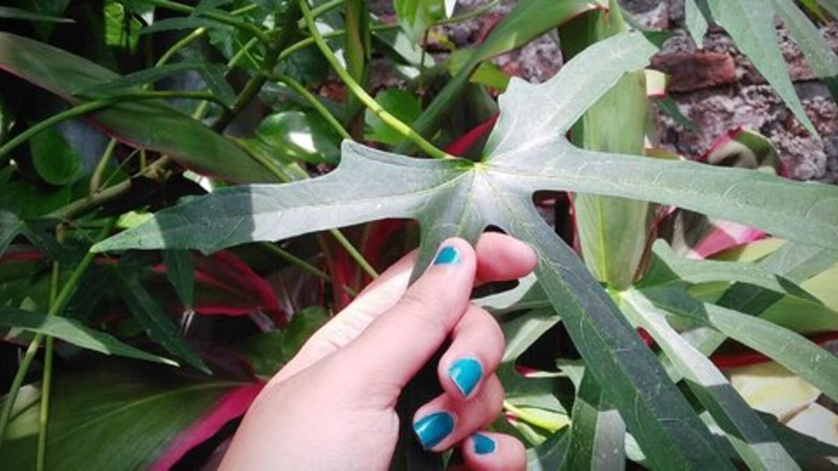 Cara Merebus Daun Gedi untuk Kolesterol, Mengandung Senyawa untuk Antioksidan, Antiradang hingga Pengencer Darah
