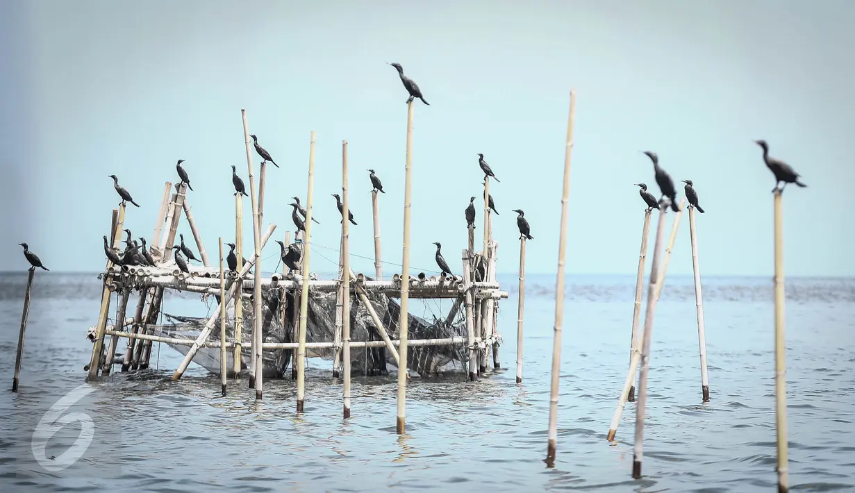 Sejumlah burung Pecuk Padi Kecil hinggap di bagan apung nelayan di perairan Muara Angke, Penjaringan, Jakarta Utara, Selasa (3/1). Habitat burung Pecuk Padi Hitam tersebut berdampingan dengan pemukiman nelayan Angke. (Liputan6.com/Faizal Fanani)
