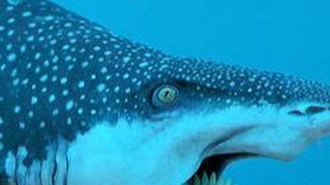 <b>Helicoprion Shark</b><br>