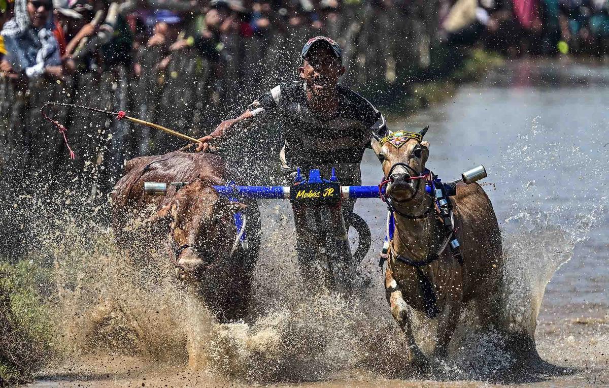FOTO: Festival Sapeh Brujul  Tampilkan Karapan Sapi di Sawah Berlumpur