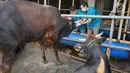 Petugas Dinas Peternakan dan Pertanian memeriksa selaput lendir sapi kurban yang dijual di Mall Hewan Kurban H. Doni, Depok, Jawa Barat, Senin (29/7/2019). Pemeriksaan guna menjamin kelayakan dan kesehatan medis hewan kurban untuk dikonsumsi pada Idul Adha mendatang. (Liputan6.com/Immanuel Antonius)