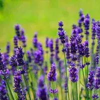Bunga Lavender. (Sumber foto: yourtango.com)