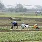 Petani memanen sayuran di Tangerang, Banten, Kamis (8/7/2021). Kredit Usaha Rakyat (KUR) membantu petani mendapatkan modal untuk menjalankan usahanya serta membantu menjaga produktivitas di masa pandemi. (Liputan6.con/Angga Yuniar)