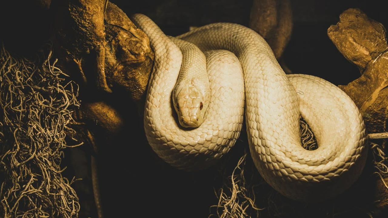 Fakta Menarik Ular Terkecil di Dunia, Ukurannya Lebih Pendek dari Pensil