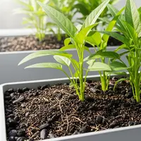 Media Tanam Kangkung Arang Sekam/ AI