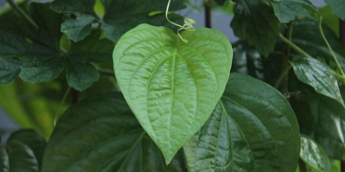 7 Tanaman Obat yang Mudah Ditanam di Halaman Rumah dengan Lahan Kering dan Terbatas