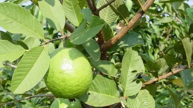 Ilustrasi jambu biji. ©2015 Merdeka.com/World Crops Database