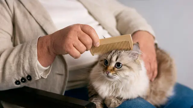 Cat Grooming