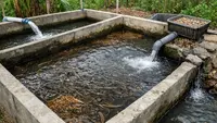 Cara Membuat Kolam Belut agar Air Tidak Cepat Bau