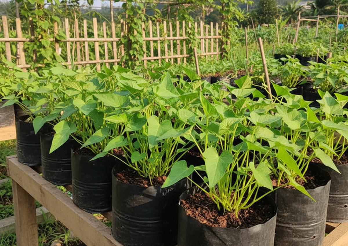 7 Tanaman Dapur Cepat Panen untuk Kebun Mini, Hemat Belanja Harian