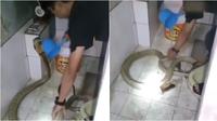 Aksi nekat pria mandikan ular kobra besar di toilet bikin was-was. (Sumber: Twitter/Gulzar_sahab)