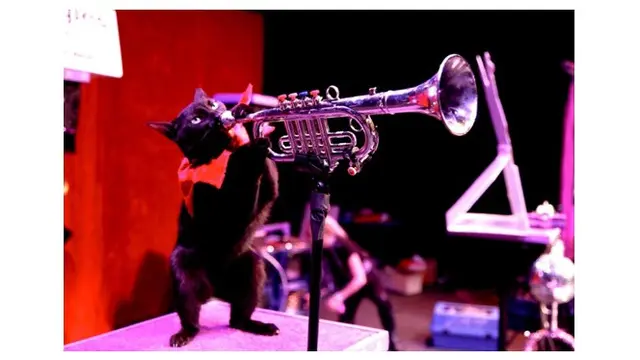 Potret Lucu Kucing Saat Bermain Alat Musik Ini Bikin Gemas