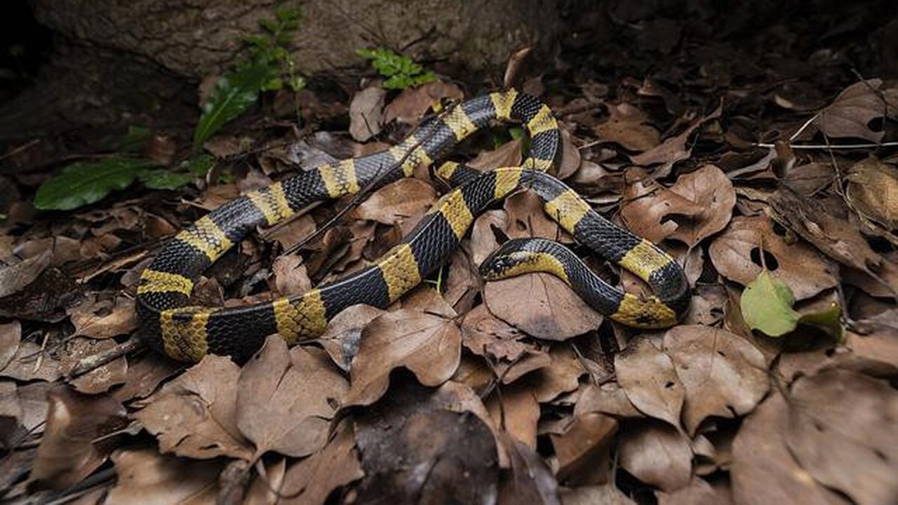 8 Jenis Ular yang Berkembang Biak di Area Berbatu, Pelajari Cara Pencegahannya