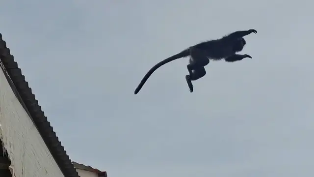 Saat Lutung Nyasar Buat Heboh Emak-Emak yang Sedang Mencuci: Seperti Monyet Tapi Kok Beda