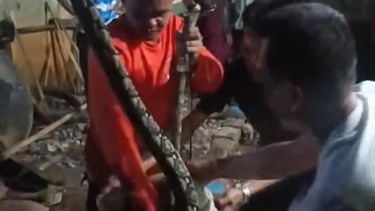 Teror Ular Sanca 4 Meter Sembunyi di Tempat Pengungsian Pergerakan Tanah Sukabumi