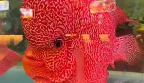 Ikan Louhan Invasi Danau di Filipina, Ancam Ekosistem