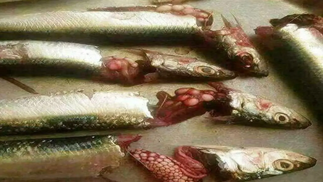 Ikan